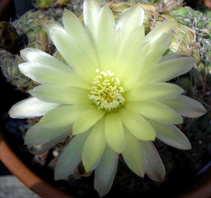 Gymnocalycium hyptiacanthum ssp. netrelianum 