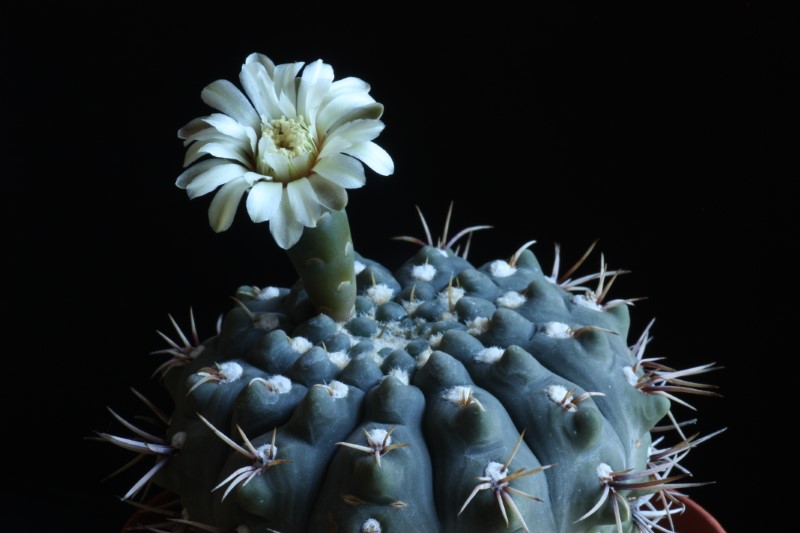 Gymnocalycium intertextum 