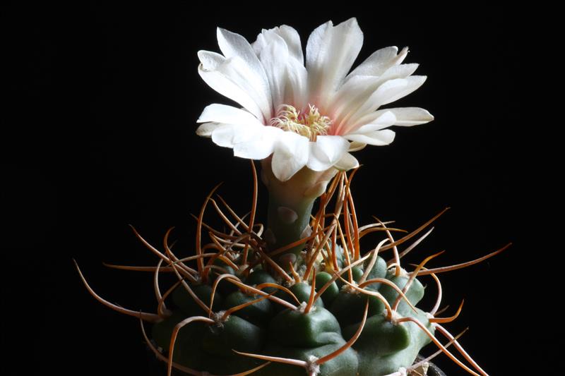 Gymnocalycium intertextum 