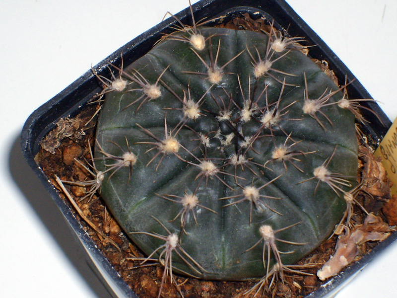 Gymnocalycium knollii 