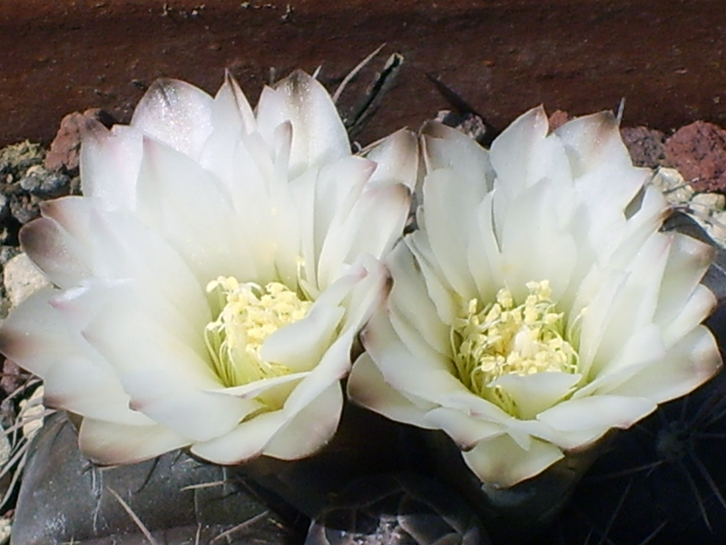 Gymnocalycium knollii 