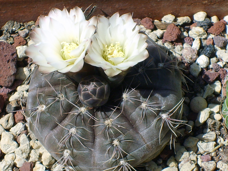 Gymnocalycium knollii 