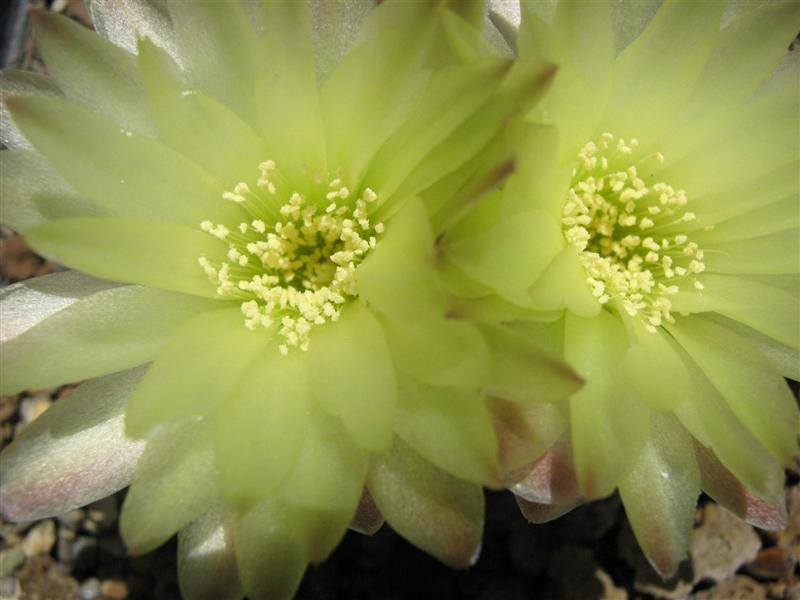 Gymnocalycium leeanum 