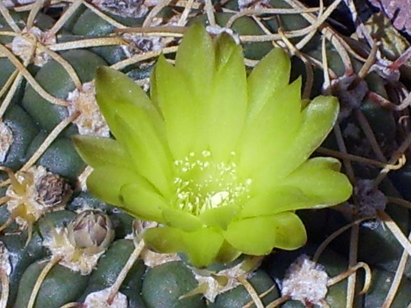 Gymnocalycium leeanum 