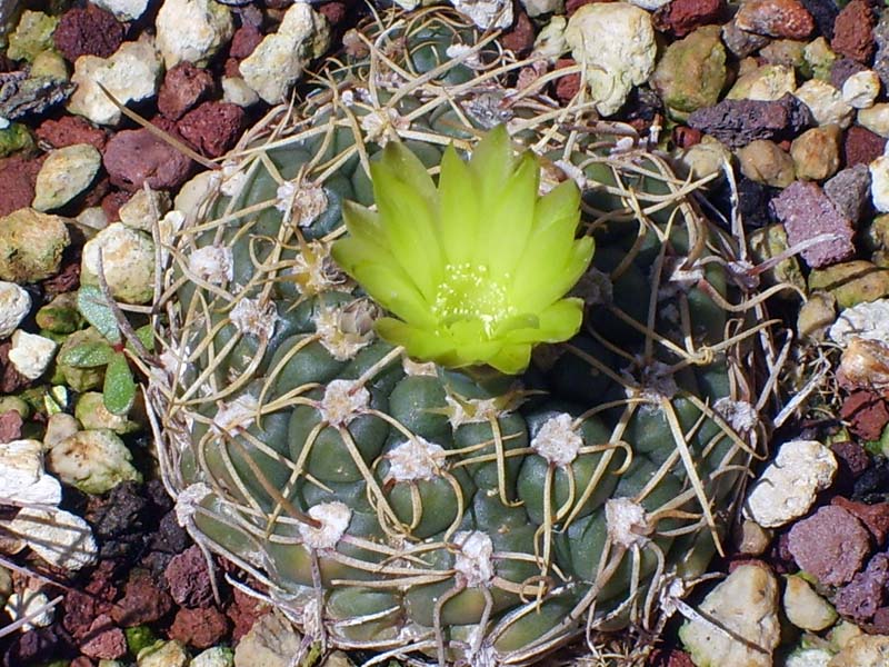 Gymnocalycium leeanum 