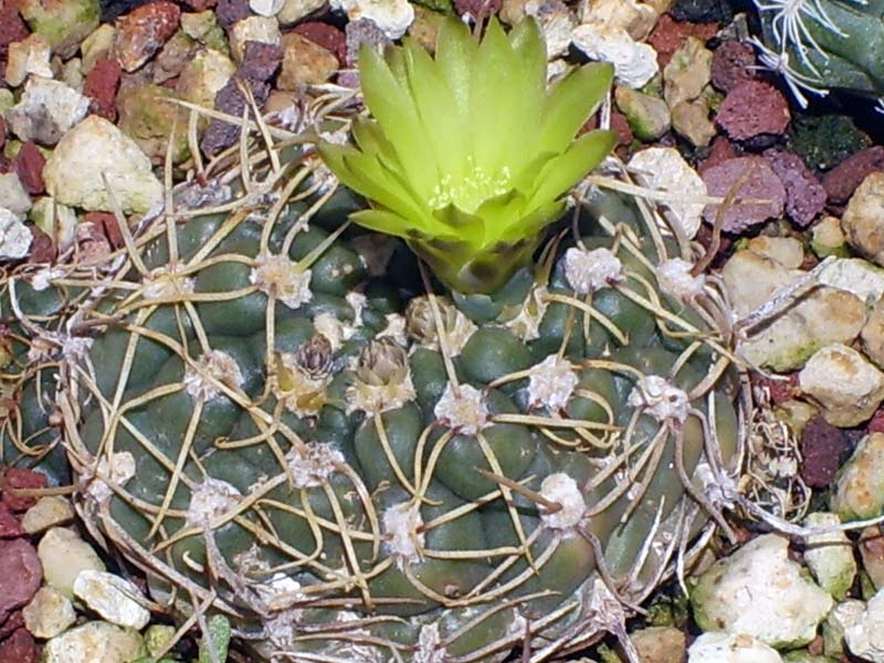 Gymnocalycium leeanum 