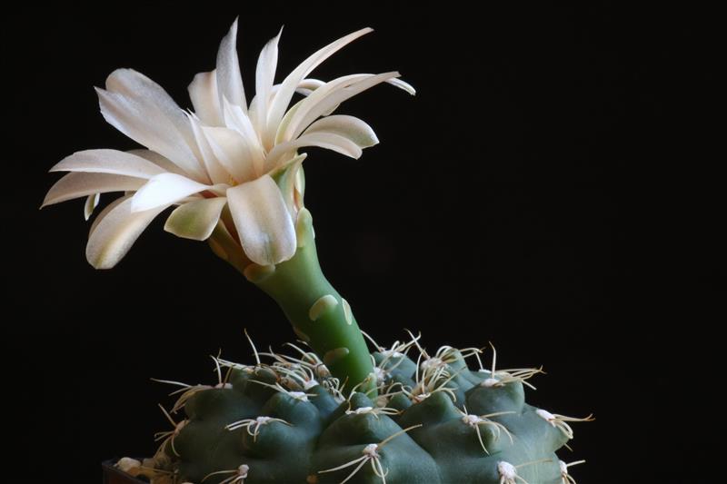 Gymnocalycium leptanthum STO 278