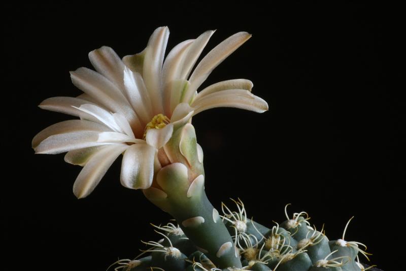 Gymnocalycium leptanthum 