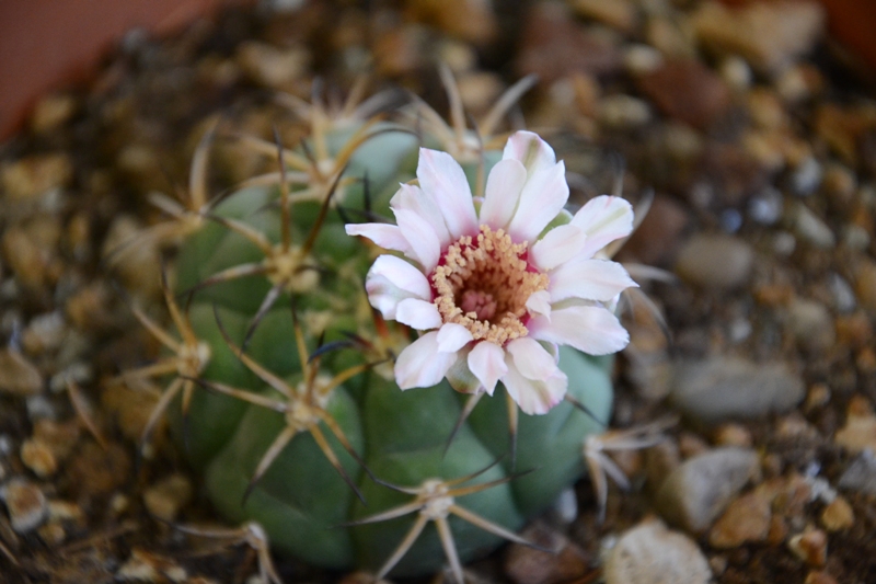 gymnocalycium marquezii