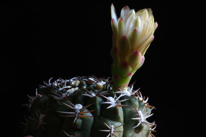 Gymnocalycium marsoneri 