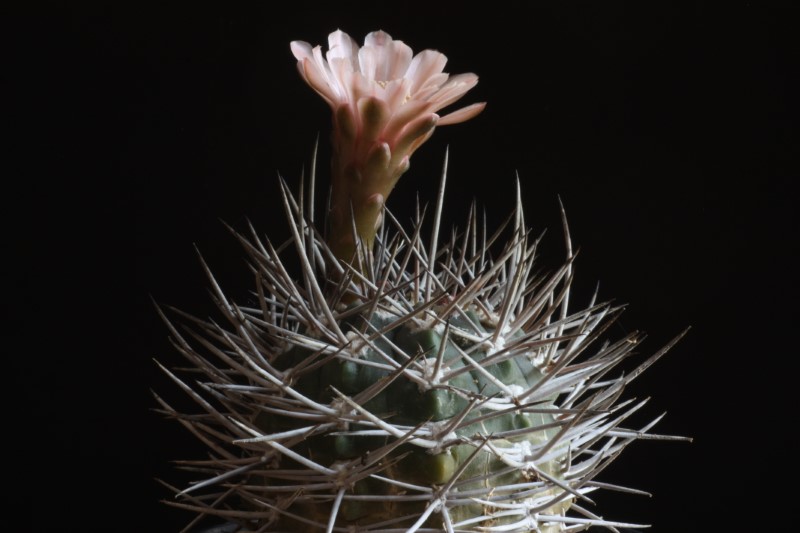 Gymnocalycium mazanense 