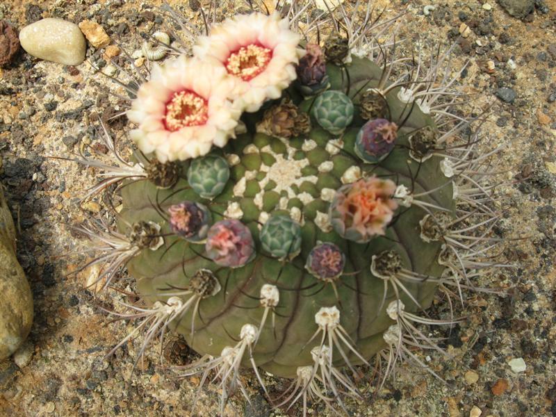 Gymnocalycium sp. 