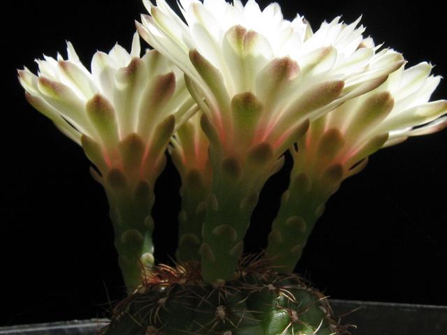 Gymnocalycium Mesopotamicum 