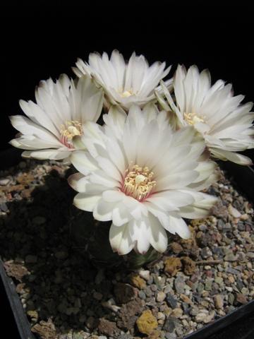 Gymnocalycium mesopotamicum 