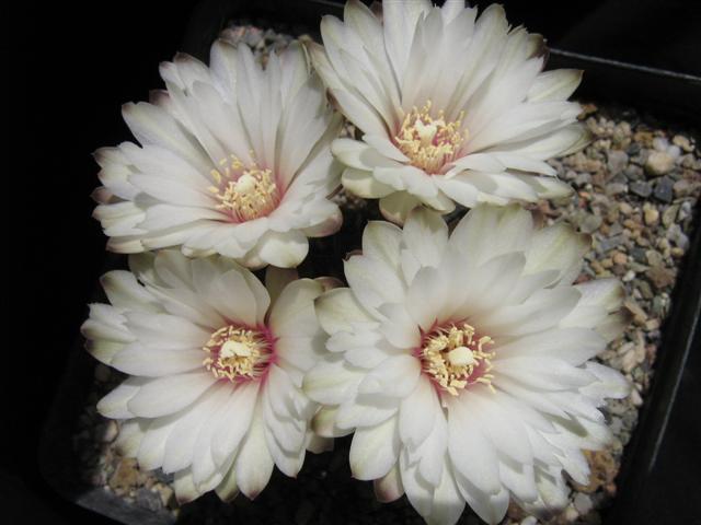 Gymnocalycium mesopotamicum 