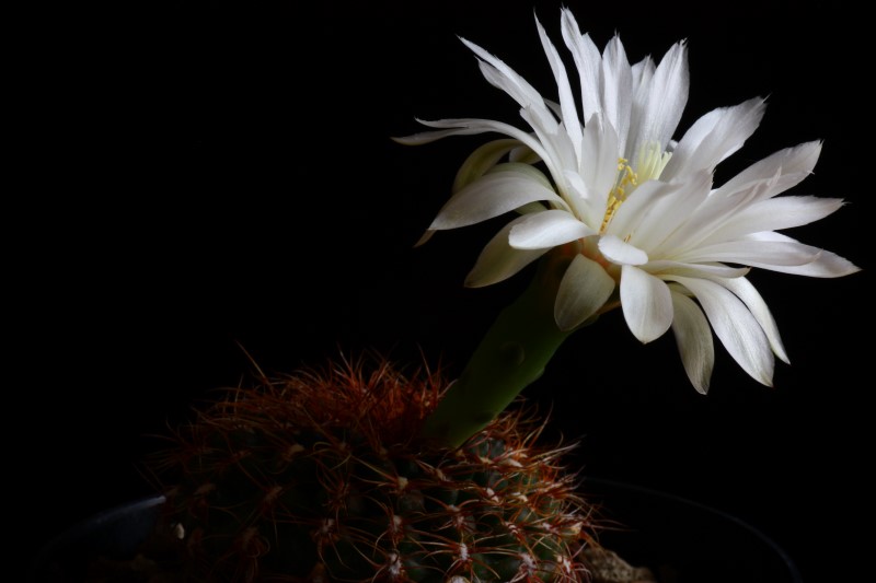 Gymnocalycium mesopotamicum 