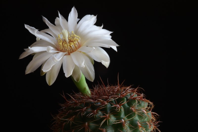 Gymnocalycium mesopotamicum 