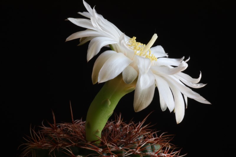 Gymnocalycium mesopotamicum 