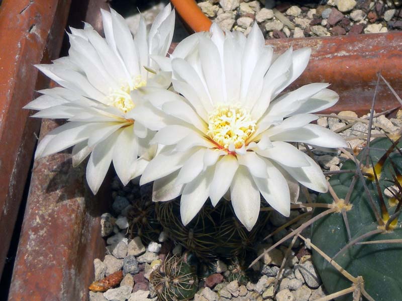 Gymnocalycium mesopotamicum 