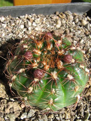 Gymnocalycium mesopotamicum 