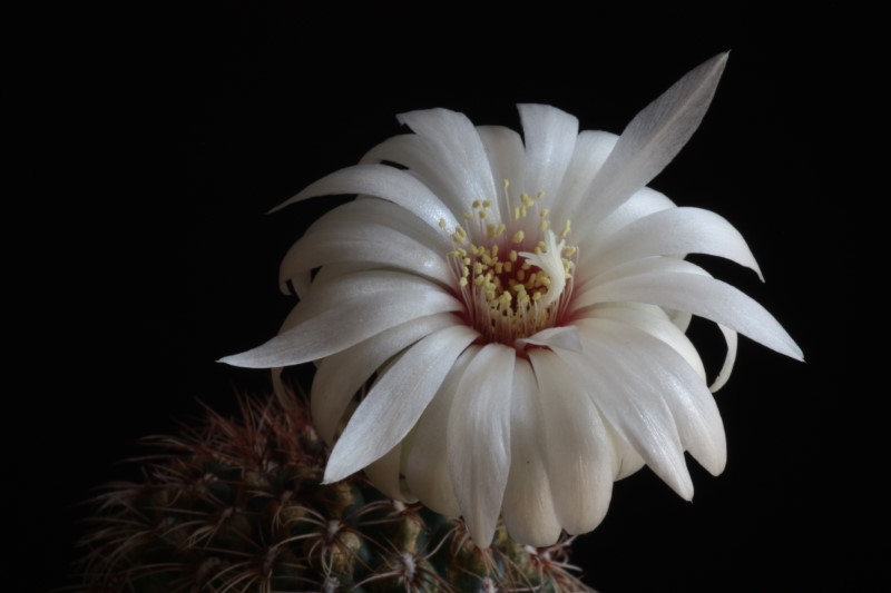 Gymnocalycium mesopotamicum 