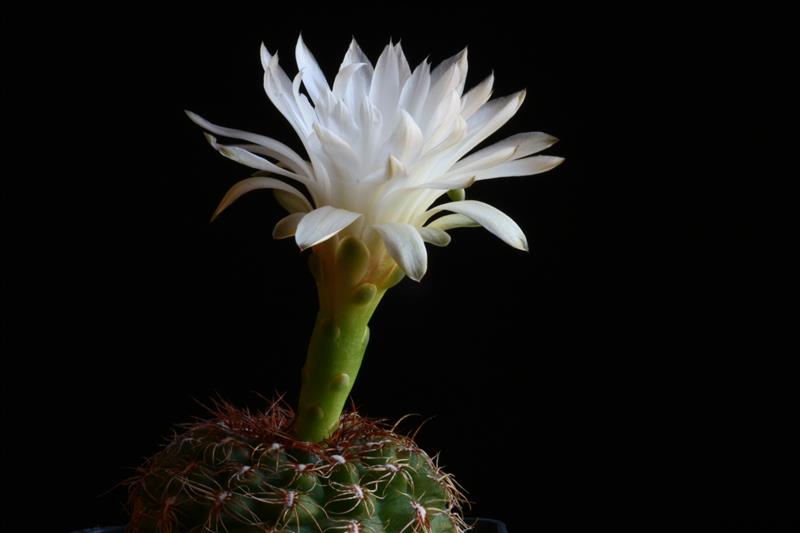 Gymnocalycium mesopotamicum 