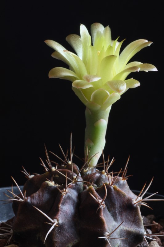 Gymnocalycium mihanovichii 