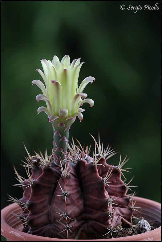 Gymnocalycium mihanovichii 