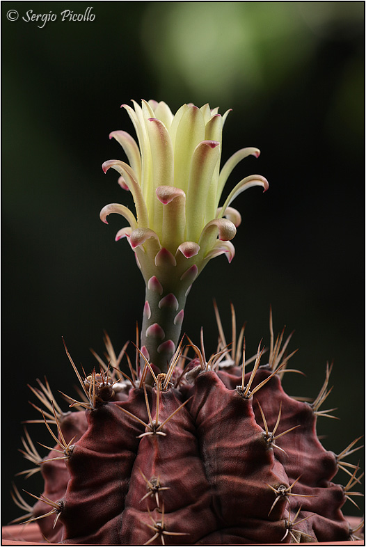 Gymnocalycium mihanovichii 