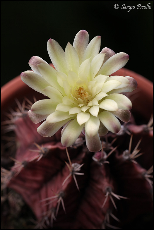 Gymnocalycium mihanovichii 