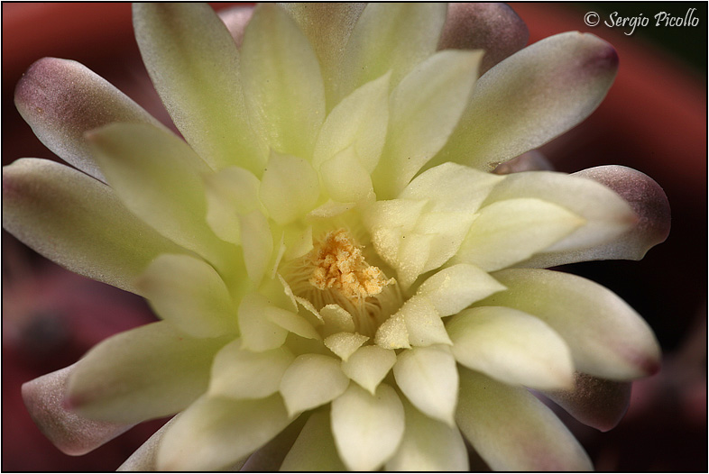 Gymnocalycium mihanovichii 