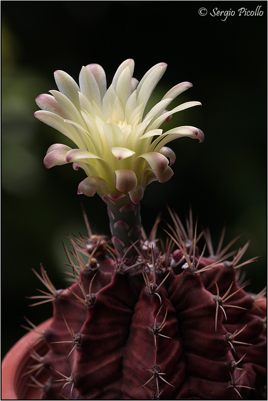 Gymnocalycium mihanovichii 