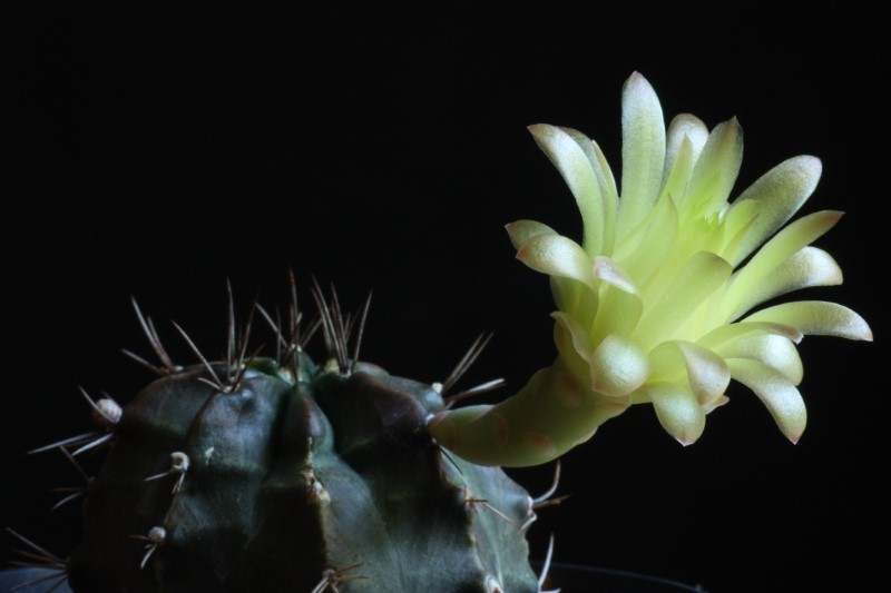 Gymnocalycium mihanovichii 