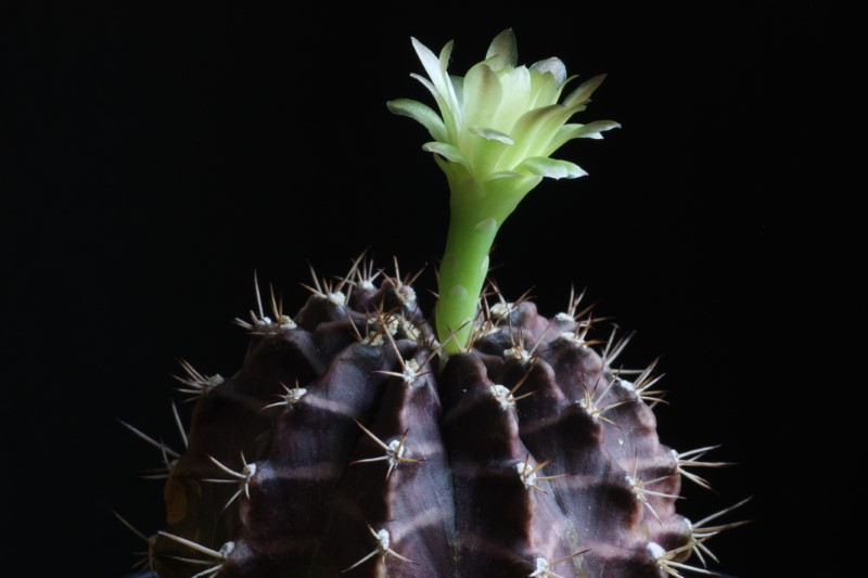 Gymnocalycium mihanovichii 