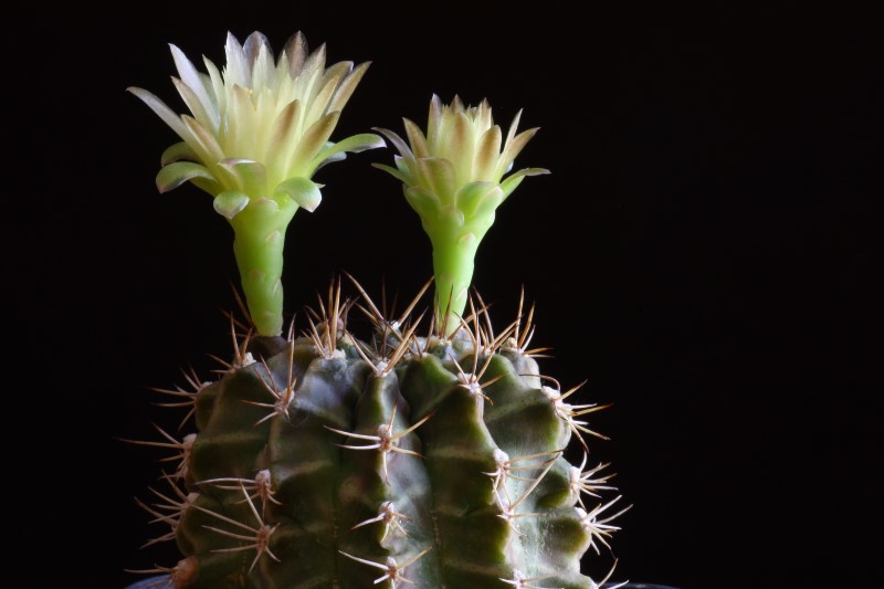 Gymnocalycium mihanovichii 