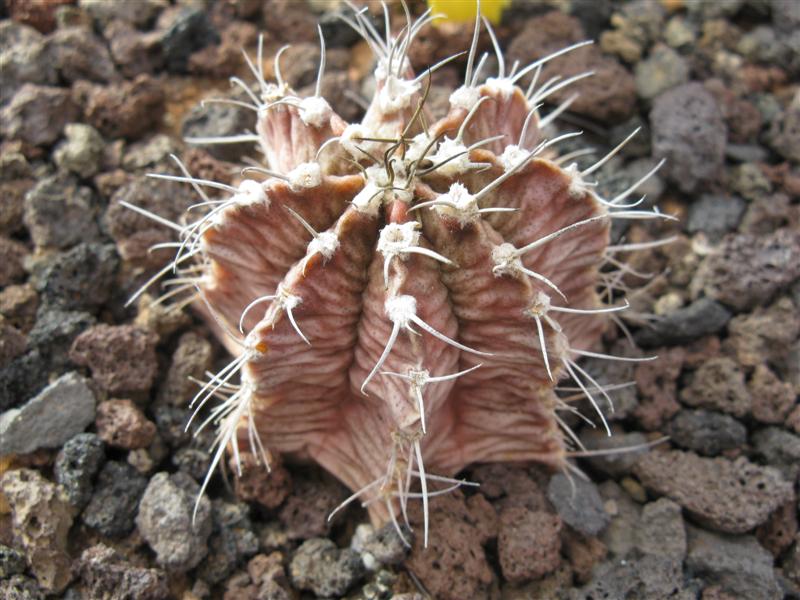 Gymnocalycium mihanovichii 