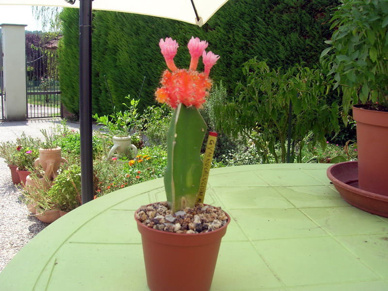 Gymnocalycium mihanovichii cv. hibotan 