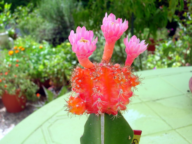 gymnocalycium mihanovichii cv. hibotan