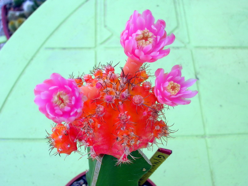 Gymnocalycium mihanovichii cv. hibotan 