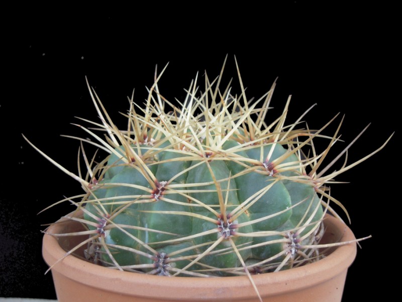 Gymnocalycium monvillei 