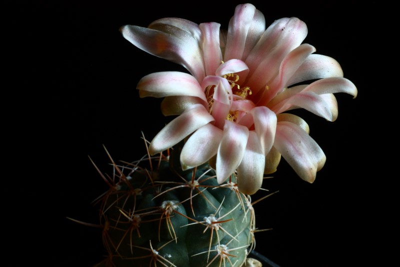 Gymnocalycium morroense 