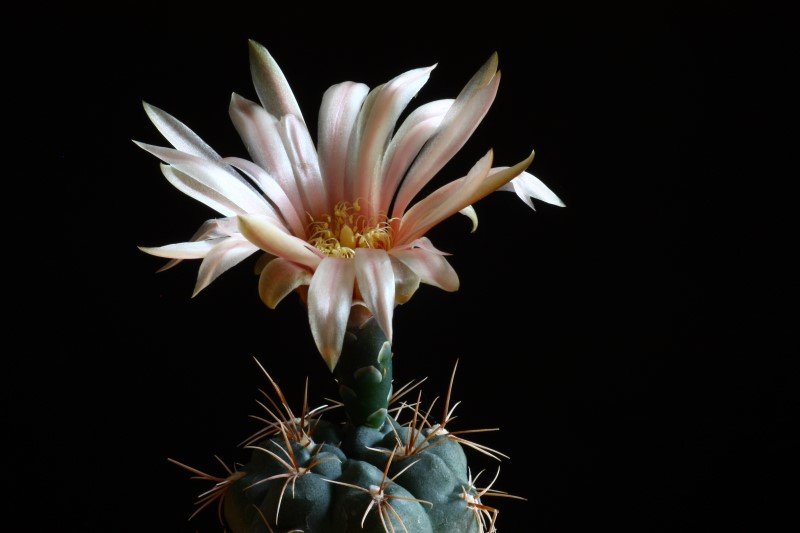 Gymnocalycium morroense 