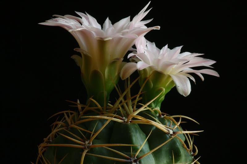 gymnocalycium multiflorum