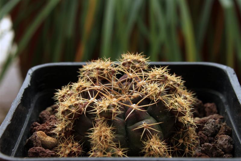 Gymnocalycium anisitsii v. multiproliferum 