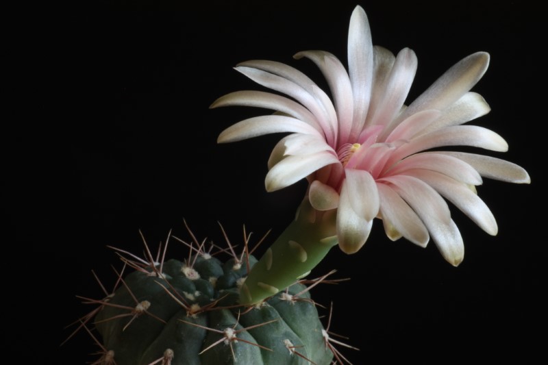 Gymnocalycium nataliae 