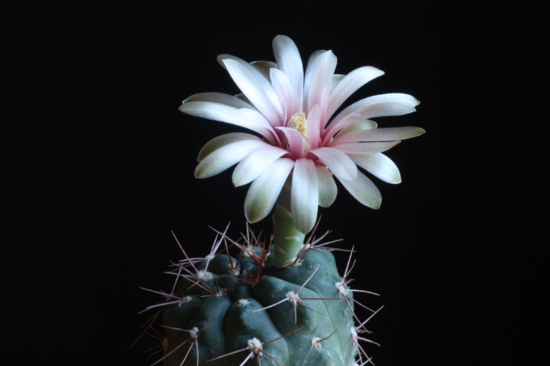 Gymnocalycium nataliae 