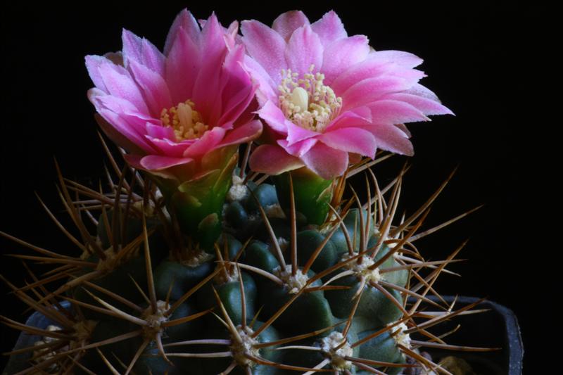 Gymnocalycium neuhuberi 