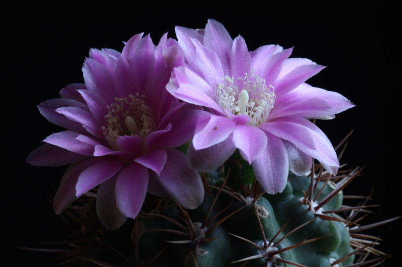 Gymnocalycium neuhuberi 