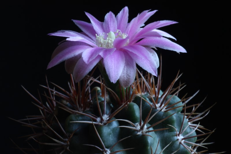 Gymnocalycium neuhuberi 