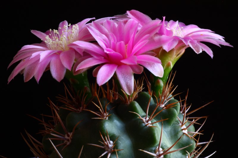 Gymnocalycium neuhuberi 